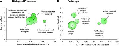 Analysis of networks in the dorsolateral prefrontal cortex in chronic schizophrenia: Relevance of altered immune response